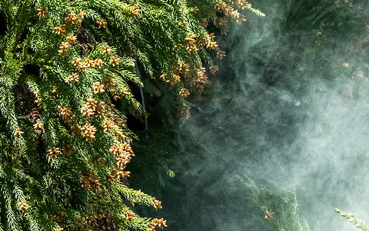 アレルギー性鼻炎